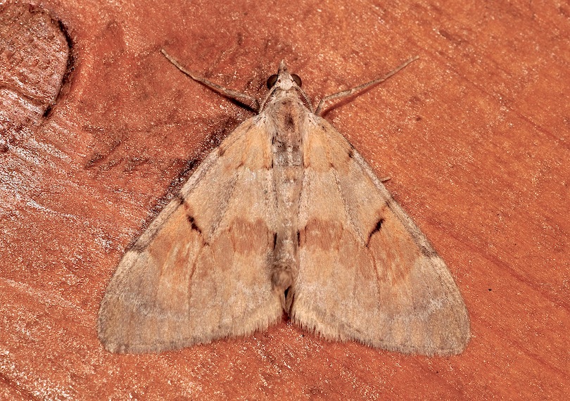 Pennithera firmata, maschio